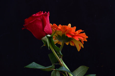 Red rose and orange rose on a black background. Studio shot.の写真素材