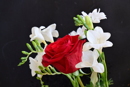 red rose and white freesia flower on black background with copy spaceの写真素材