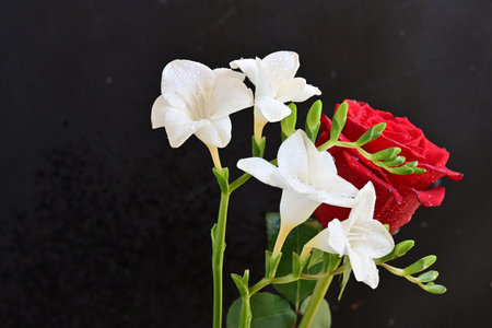 red rose and white freesia on black background with copy spaceの写真素材