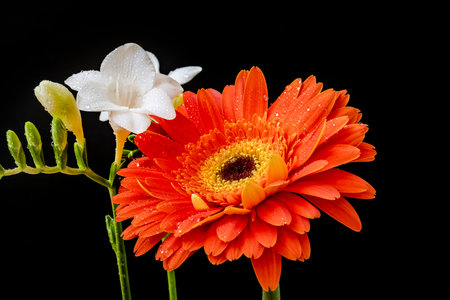 Orange gerbera flower with water drops isolated on black background.の写真素材