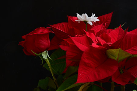 Red poinsettia on black background with copy space for textの写真素材