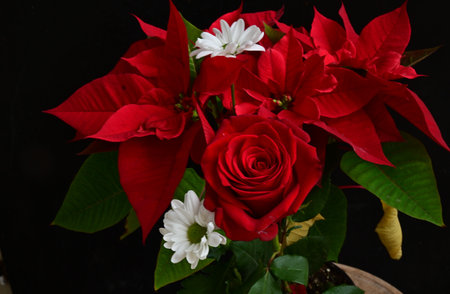 Red Poinsettia and White Daisy Bouquet on Black Backgroundの写真素材