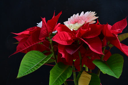 Red christmas flower poinsettia isolated on black background.の写真素材