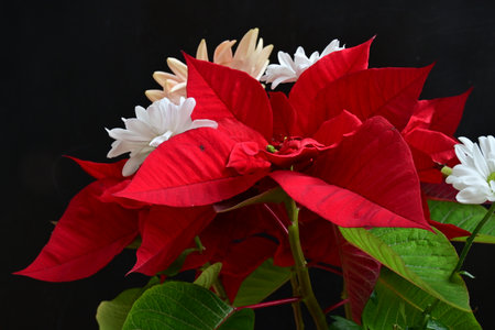 Poinsettia flower with white and red flowers on black backgroundの写真素材