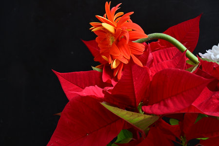 Christmas flower poinsettia on black background with copy space.の写真素材