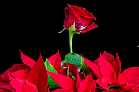 Red flower poinsettia isolated on black background, close upの写真素材