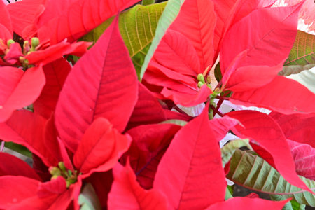 Red poinsettia flowers in the garden, Christmas backgroundの写真素材