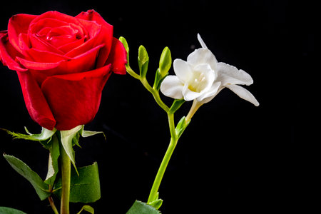 Red rose and yellow gerbera on a black background with copy spaceの写真素材
