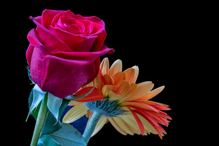 red rose isolated on black background close up. studio shot. valentine's dayの写真素材