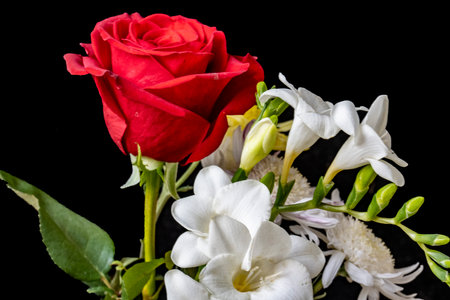 red rose and white freesia on a black background close upの写真素材