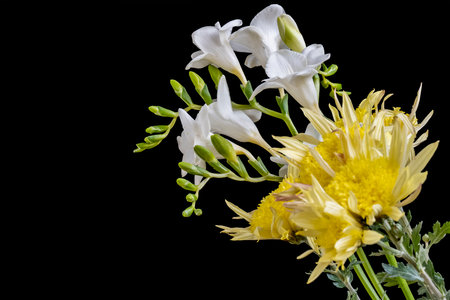 Bouquet of white and yellow flowers on a black background.の写真素材