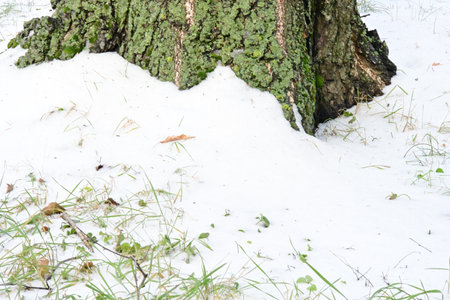bark of a tree in the snow on a background of green grassの写真素材