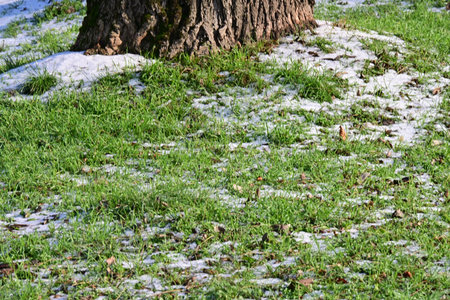 snow on the green grass in the city park in early springの写真素材