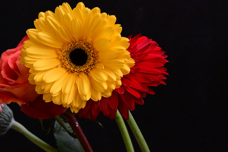 gerbera and daisy on a black background, close up