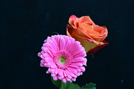 Beautiful pink gerbera and rose on black background, closeupの写真素材
