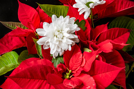 Red and white poinsettia flowers on a black background.の写真素材