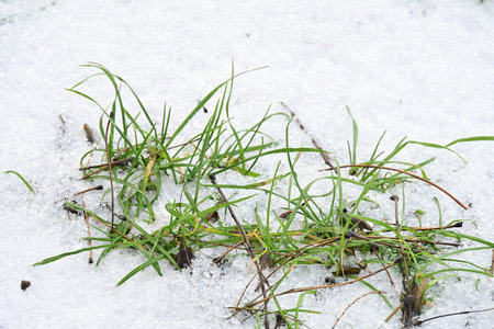 green grass in the snow, closeup of photo with shallow depth of fieldの写真素材
