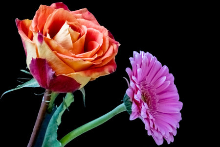 two roses and a gerbera on a black background close-upの写真素材