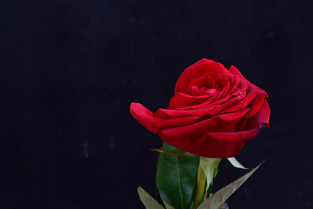 Red rose on black background with copy space, valentine's day concept