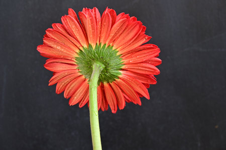 Red gerbera flower on blackboard background, close-upの写真素材