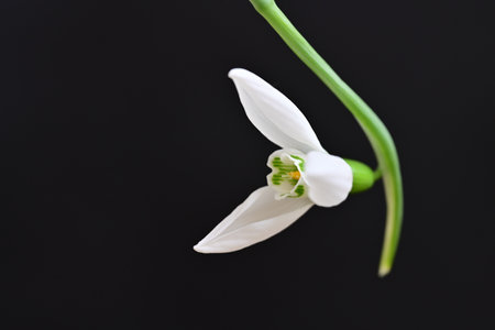 Beautiful snowdrop flower isolated on black background. Studio shot.