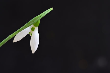 Snowdrop flower isolated on black background with copy space for your textの写真素材