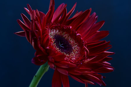 Red gerbera flower on a dark blue background close-up