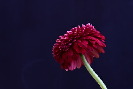 Red gerbera flower on dark blue background with copy space.の写真素材