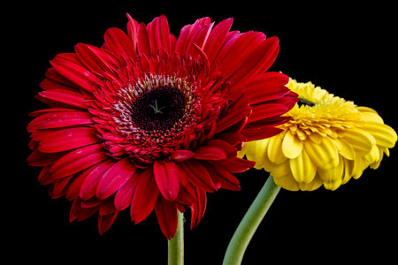 gerbera flower isolated on black background close up with clipping pathの写真素材