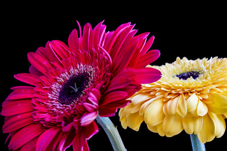 flower isolated on black background close up. colorful flowerの写真素材