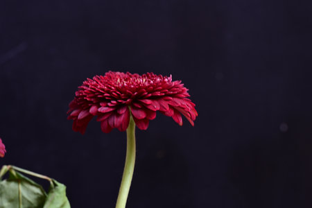 Red chrysanthemum flower on a black background. Macro