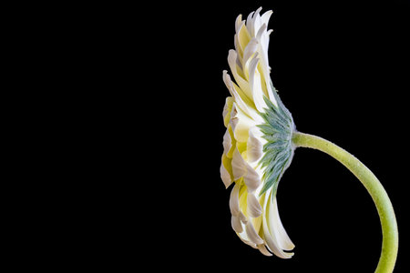 White gerbera flower isolated on black background with copy space.の写真素材