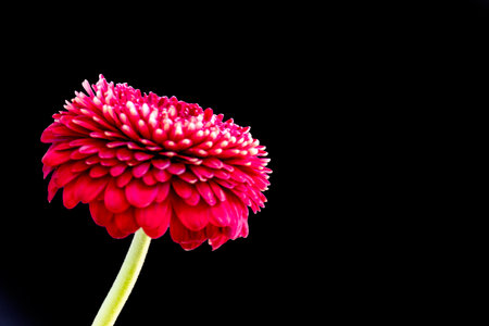 Gerbera flower isolated on black background with copy space for textの写真素材