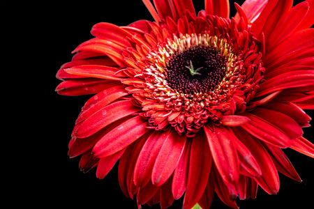 Red gerbera flower isolated on black background. Close up.の写真素材