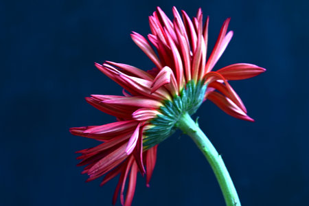 Red gerbera flower on a dark blue background close-upの写真素材