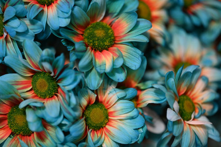 Colorful chrysanthemum flowers background. Shallow depth of field.の写真素材