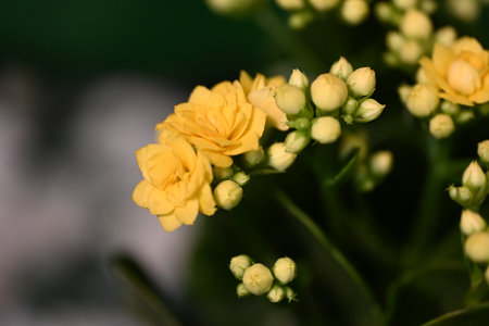 Yellow flowers on a green background. Close-up, selective focus.の写真素材