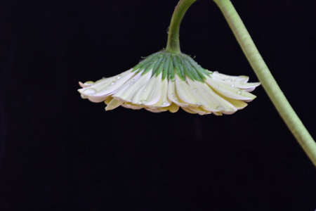 Yellow gerbera flower isolated on black background. Macro shot.の写真素材