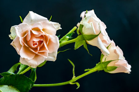 Beautiful roses on a black background. Close-up shot.