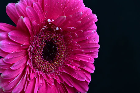 Pink gerbera flower with water drops on a black background.