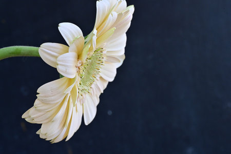 Yellow gerbera flower on black background with space for text.の写真素材