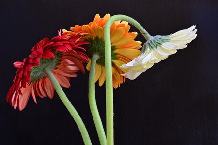 Three gerbera flowers on a black background with space for textの写真素材
