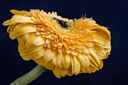 Yellow gerbera flower on a black background. Close-up.の写真素材