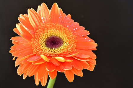 orange gerbera flower isolated on black background, closeup of photoの写真素材