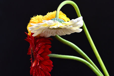 gerbera flower isolated on black background, closeup of photoの写真素材