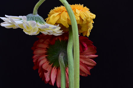 gerbera flowers on black background close up. macro photography.の写真素材