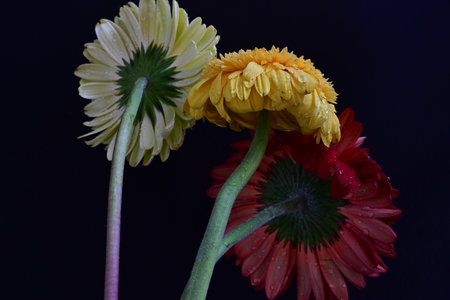 very nice colorful garden flower close up in the sunshineの写真素材