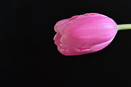 Pink tulip isolated on black background with copy space for your textの写真素材