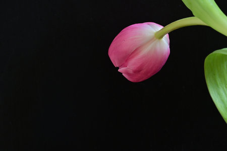Pink tulip on a black background with space for your text.の写真素材