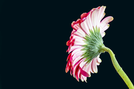 Pink gerbera flower isolated on black background with copy space.の写真素材